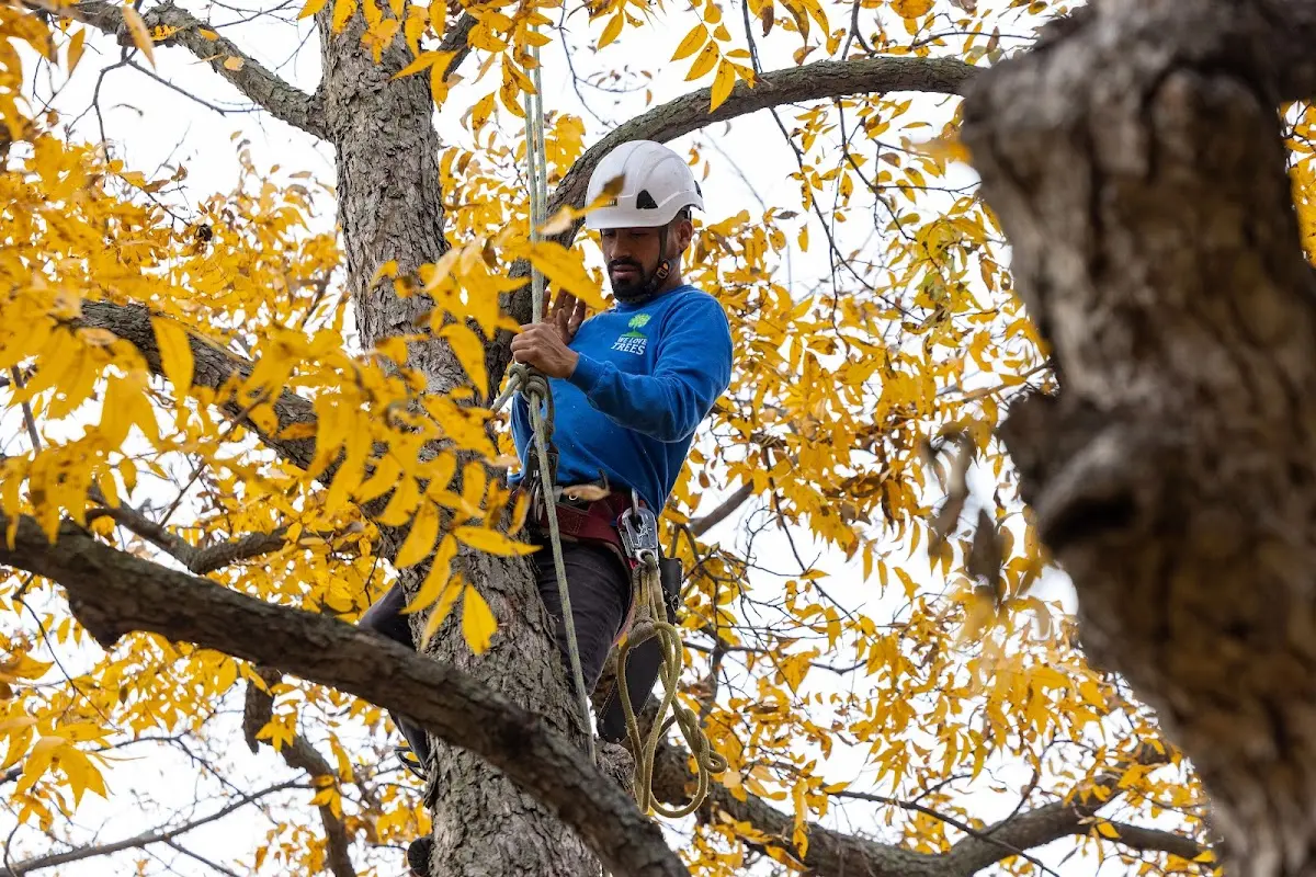 Skilled Tree Transplanting crew working in Marion
